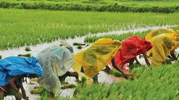 తొందరపడి వరి వేయొద్దు