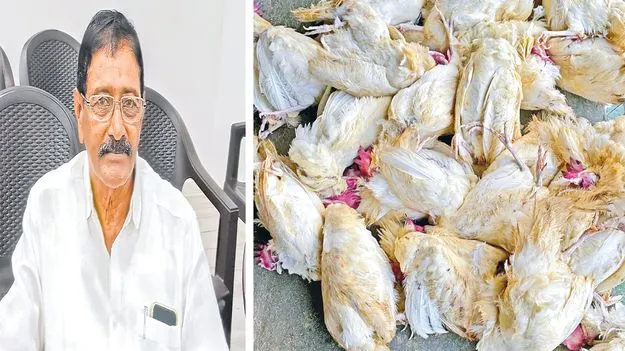 పౌల్ట్రీ  పరిశ్రమకు వడదెబ్బ