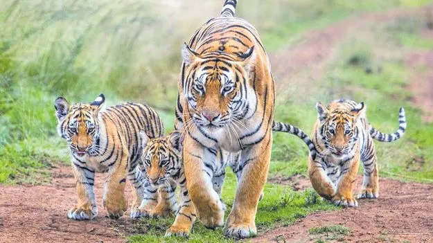 ఇది టైగర్స్‌ టైం..!
