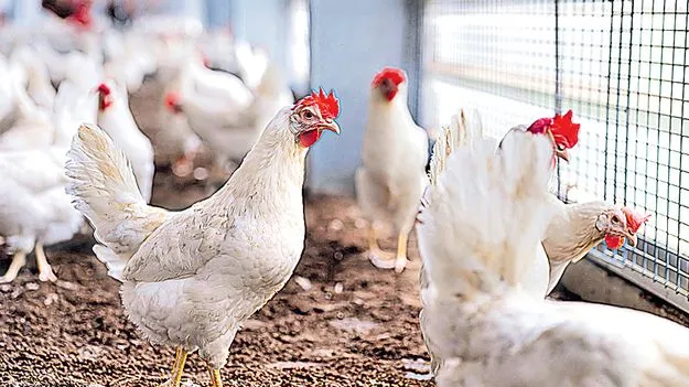 ఆకాశాన్నంటుతున్న చికెన్‌ ధరలు