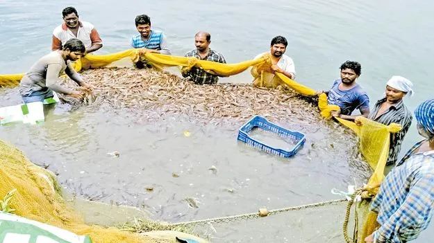 అయ్యో.. రొయ్య! 