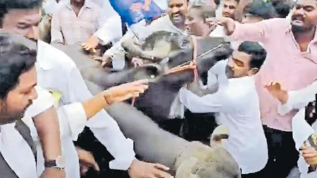 వైసీపీ నిరసన.. దున్నపోతులు పరార్‌..!