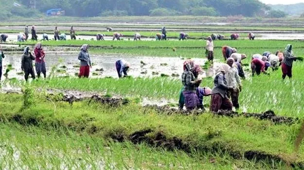 ఎల్‌నినోని ఎదుర్కొనేలా పంటల సాగు