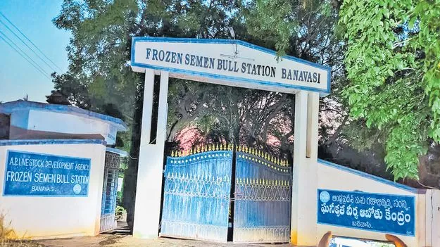 భయపెడుతున్న ‘బ్రూసెల్లోసిస్‌’