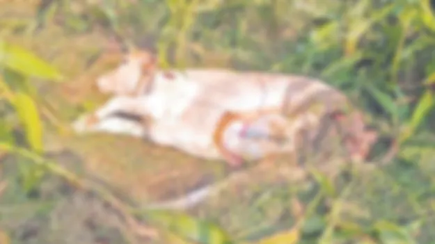 దూడను చంపిన పెద్దపులి