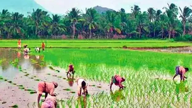 వ్యవసాయ అసిస్టెంట్ల బదిలీలకు గ్రీన్‌సిగ్నల్‌