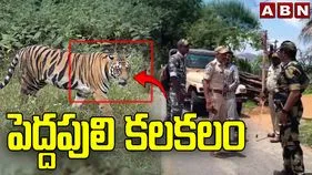 మాచారెడ్డి అటవీ ప్రాంతంలో పెద్దపులి కలకలం..