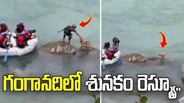 వరదలో చిక్కుకున్న శునకం.. మానవత్వం చాటుకున్న యువకులు.. వీడియో వైరల్