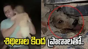 శిథిలాలు తవ్వే కొద్దీ ప్రాణాలతో బయటపడుతున్న మనుషులు, మూగ జీవాలు..