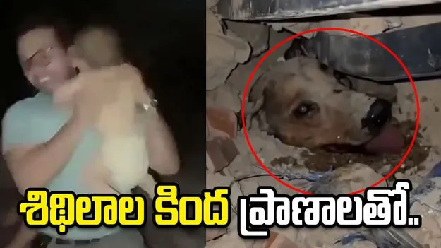 శిథిలాలు తవ్వే కొద్దీ ప్రాణాలతో బయటపడుతున్న మనుషులు, మూగ జీవాలు..