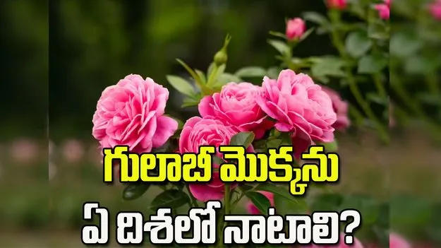 ఇంట్లో గులాబీ మొక్క పెంచుతున్నారా? అయితే ఈ విషయాలు తెలుసుకోండి
