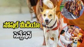 ప్రపంచ స్థాయిలో గుర్తింపు తెచ్చుకున్న వీధికుక్క.. జనం నీరాజనం.. 