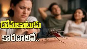 దోమలు కొందరినే ఎక్కువగా ఎందుకు కుడతాయో తెలుసా?