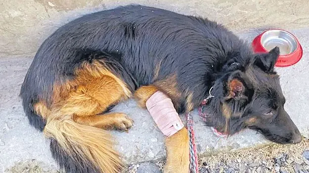 పోలీసులపై దాడికి పెంపుడు కుక్క