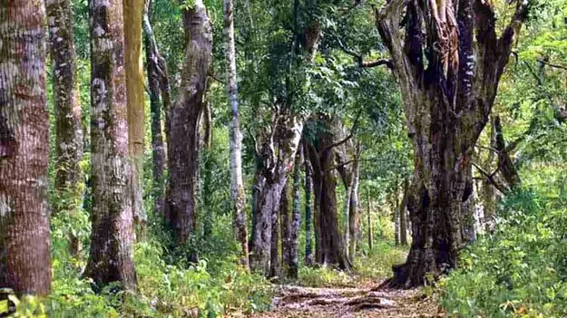 అటవీ విస్తీర్ణంలో దేశంలో ఏపీదే ప్రథమ స్థానం