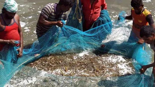 టైగర్‌ రొయ్యల్లో టీపీడీ నిర్ధారణ కాలేదు: మత్స్యశాఖ