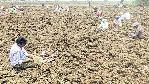 పరిటాలలో వజ్రాల వేట!