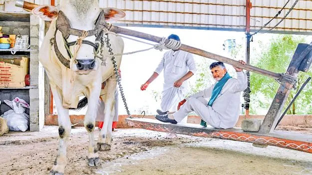 శనగనూనె కొనుగోలు చేయాలా?