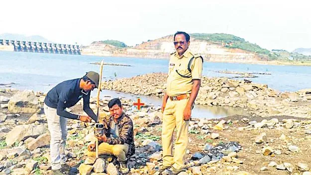 ఆవు దూడను చంపిన పెద్దపులి