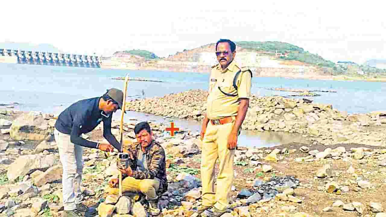 ఆవు దూడను చంపిన పెద్దపులి