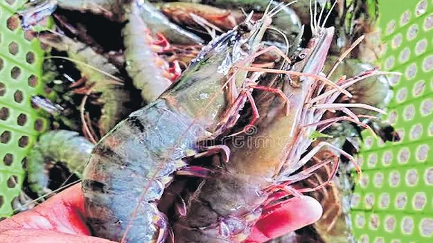 ఆక్వా రైతుపై మరో పిడుగు