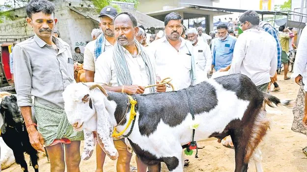  ఈ మేక ధర రూ.1.10 లక్షలు