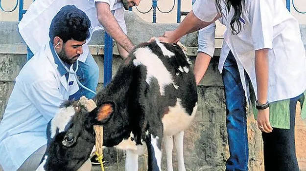 పరిధి దాటే పశువైద్యులపై క్రమశిక్షణ చర్యలు