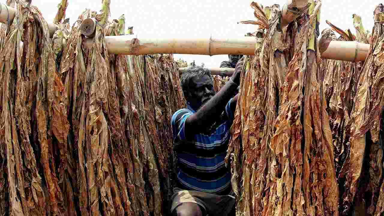పొగాకు కొనుగోళ్లు, ఎగుమతులపై కేంద్రం సమీక్ష