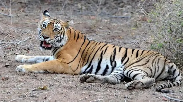 ‘పులి’ కేసులో నిందితుడి ఆత్మహత్యాయత్నం