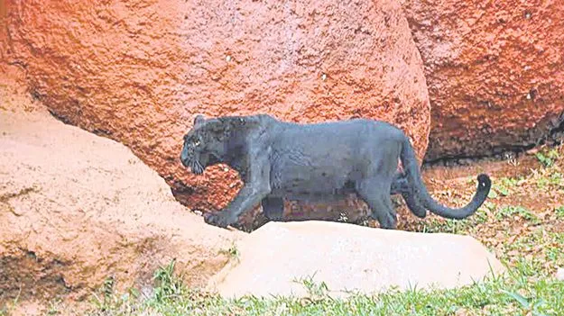 విశాఖ జూలో నల్ల చిరుత