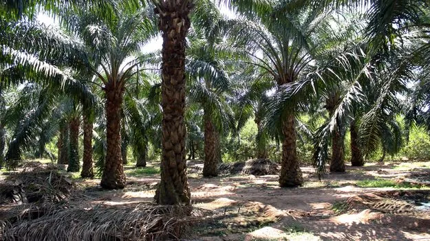 ఆయిల్‌పామ్‌ సాగులో ఏపీ రికార్డు