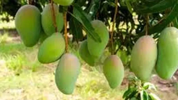 విలువ జోడింపులో ఏపీ మామిడికి మొదటి స్థానం