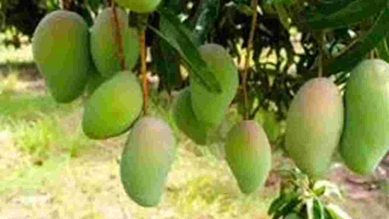 విలువ జోడింపులో ఏపీ మామిడికి మొదటి స్థానం