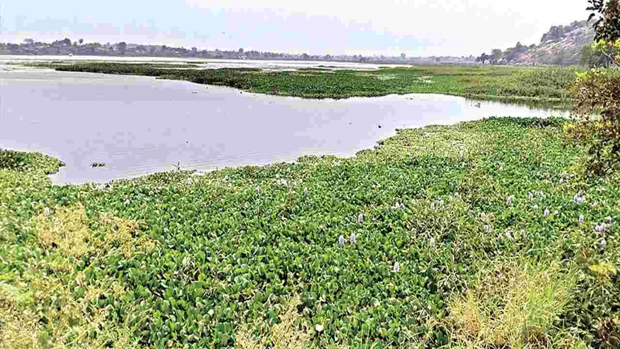 గుర్రపు డెక్కతో కంపోస్టు తయారీ