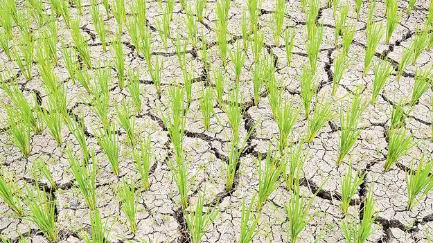 తీవ్ర వర్షాభావం