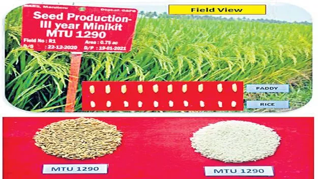 కర్షకుల కోసం కొత్త వంగడాలు