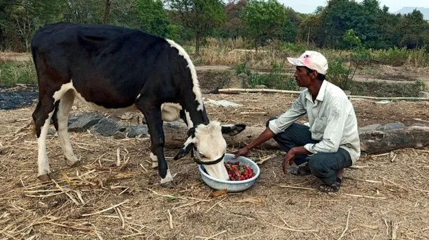 పశుపోషకులకూ కిసాన్‌ క్రెడిట్‌ కార్డులు 