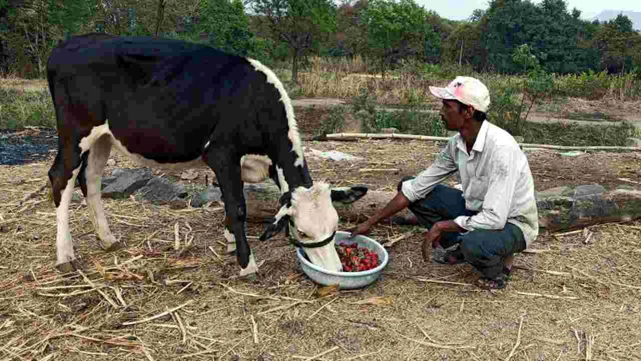 పశుపోషకులకూ కిసాన్‌ క్రెడిట్‌ కార్డులు