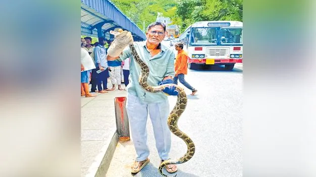 భారీ కొండచిలువ
