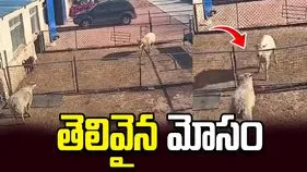 భలే బురిడీ కొట్టించిందిగా.. ఈ పొట్టేలు తెలివికి నెటిజన్లు షాక్! వీడియో వైరల్