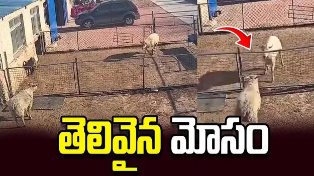 భలే బురిడీ కొట్టించిందిగా.. ఈ పొట్టేలు తెలివికి నెటిజన్లు షాక్! వీడియో వైరల్