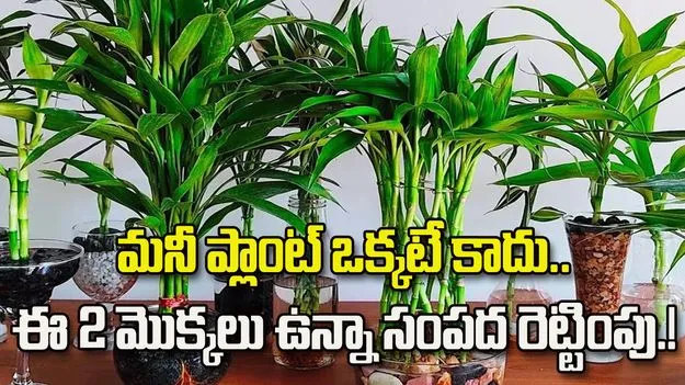 మనీ ప్లాంట్‌తో పాటు ఈ 2 మొక్కలు ఉంటే సంపద రెట్టింపు.!