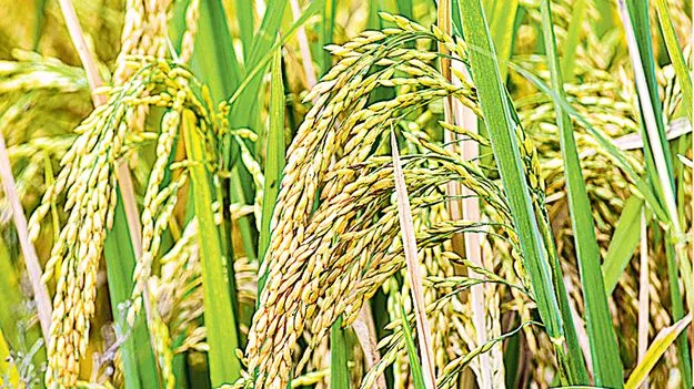 రూ.500 బోనస్‌ ఇకపై.. ఏడు రకాల వడ్లకే!