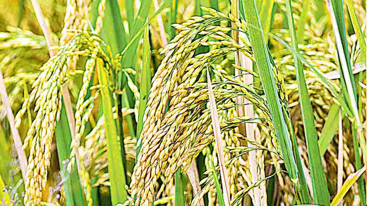 రూ.500 బోనస్‌ ఇకపై.. ఏడు రకాల వడ్లకే!
