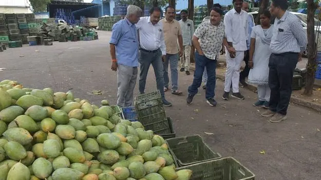 మామిడి నాణ్యత లేకే ధర తగ్గి ఉండొచ్చు: ఉద్యాన శాఖ 