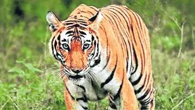 పెద్దపులి తప్పిపోయింది..!