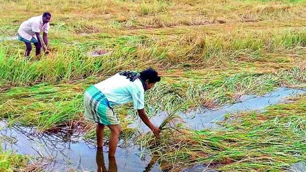 ఉద్యాన రైతులకు ఇన్‌పుట్‌ సబ్సిడీ మంజూరు