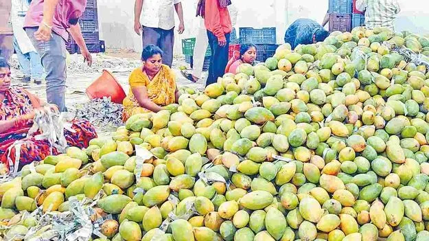 తోతాపురి కిలోకు రూ.4 ప్రోత్సాహం