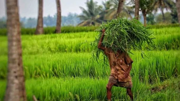 మెట్ట ప్రాంతాలకు కంటింజెన్సీ ప్లాన్‌