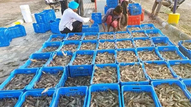 దాణా ధర తగ్గించాలి: ఆక్వా రైతుల డిమాండ్‌
